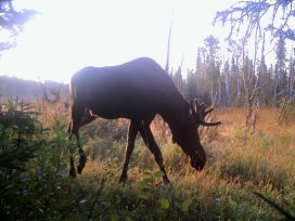 Pakwash Lake Moose Hunting 3